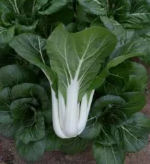 white-stemmed-pac-choi White Stemmed Pac Choi