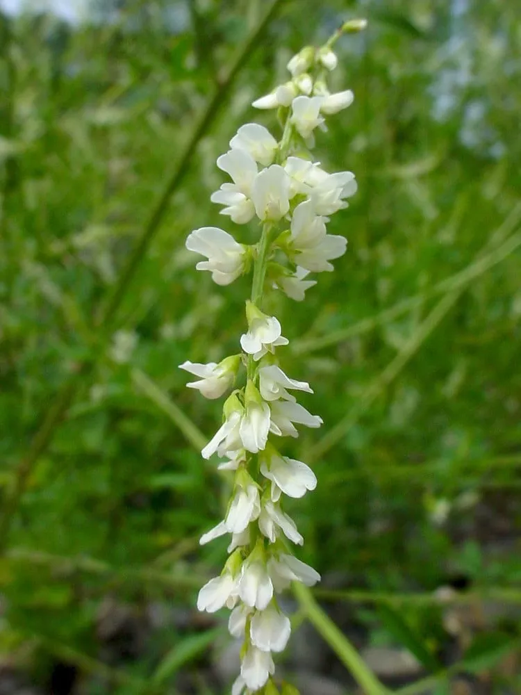 white-sweet-clover White Sweet Clover