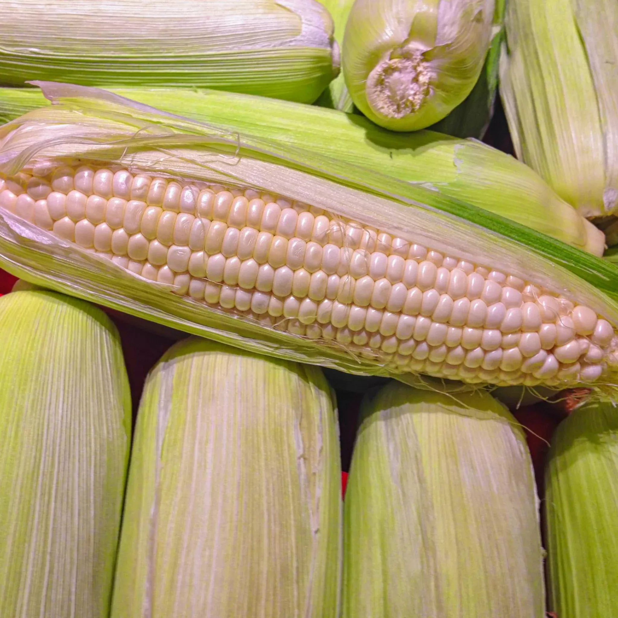 white-sweet-corn-truckers-favorite-seeds-organic-non-gmo-heirloom-seeds-vegetabl White Sweet Corn - Truckers Favorite - Seeds - Organic - Non Gmo - Heirloom Seeds – Vegetable Seeds - USA Garden Seeds
