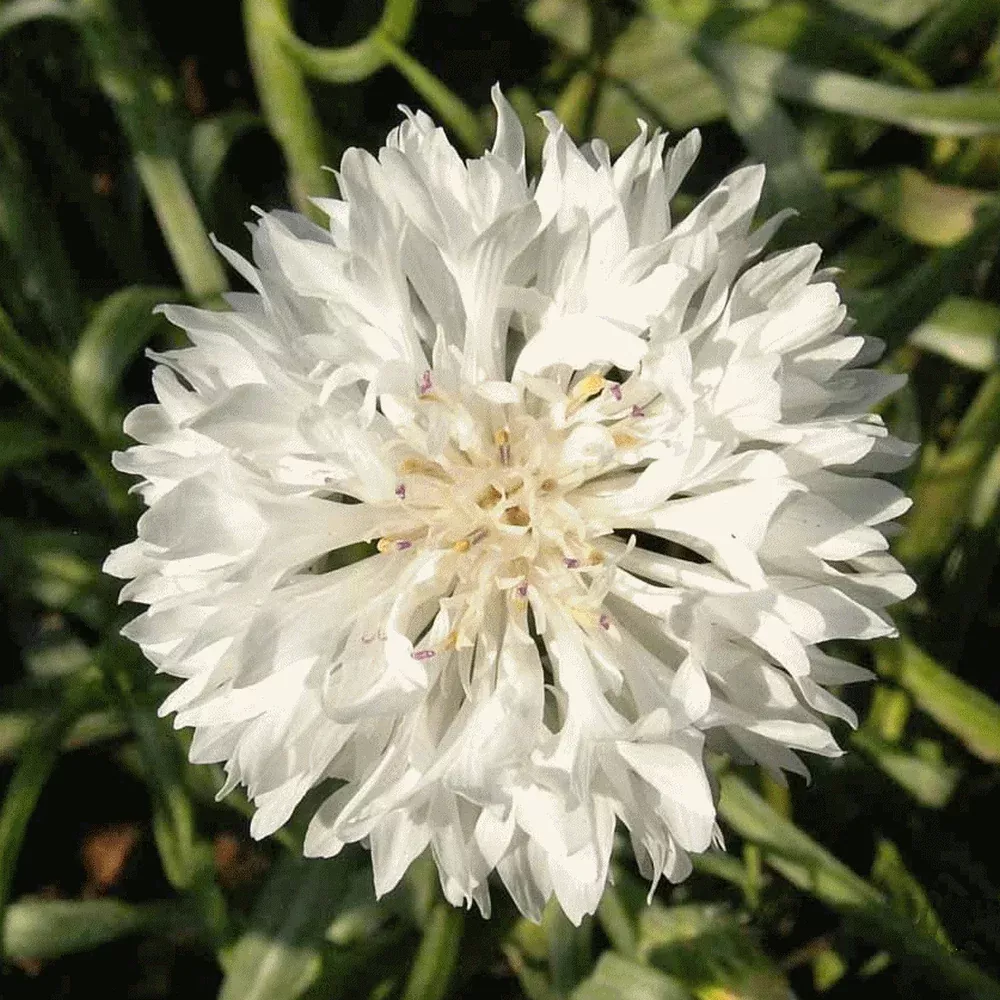 white-tall-bachelor-button White Tall Bachelor Button