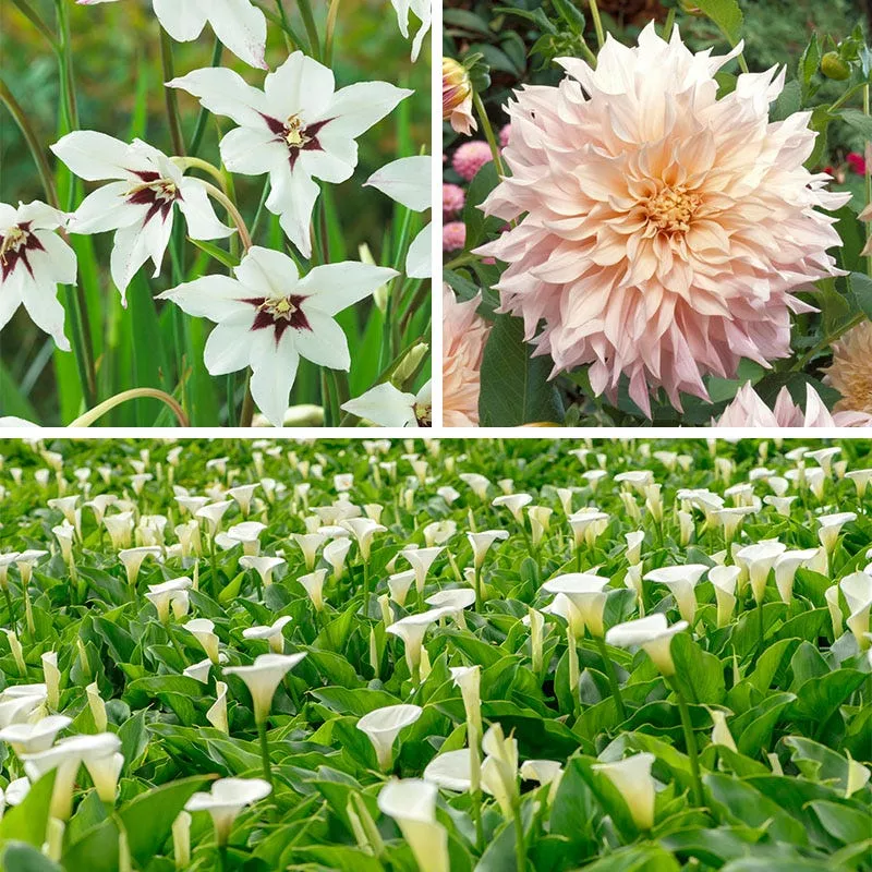 White Wedding Flower Bulb Collection
