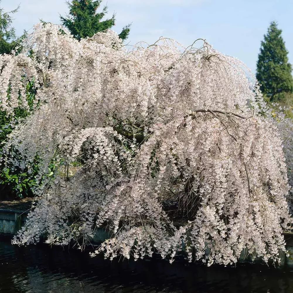 white-weeping-cherry-tree White Weeping Cherry Tree