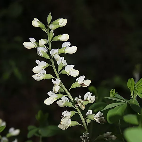 White Wild Indigo / False Indigo