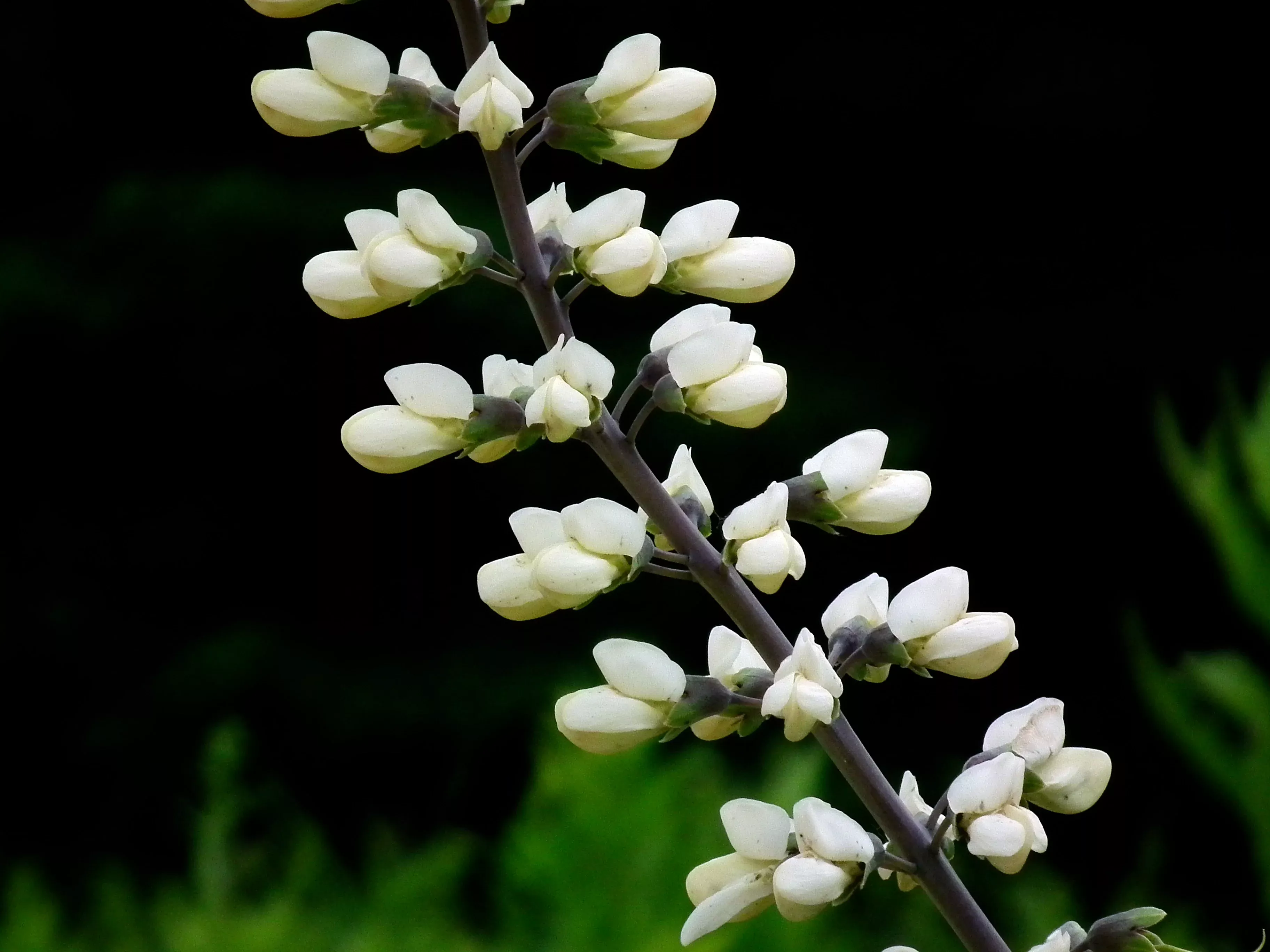 white-wild-indigo White Wild Indigo