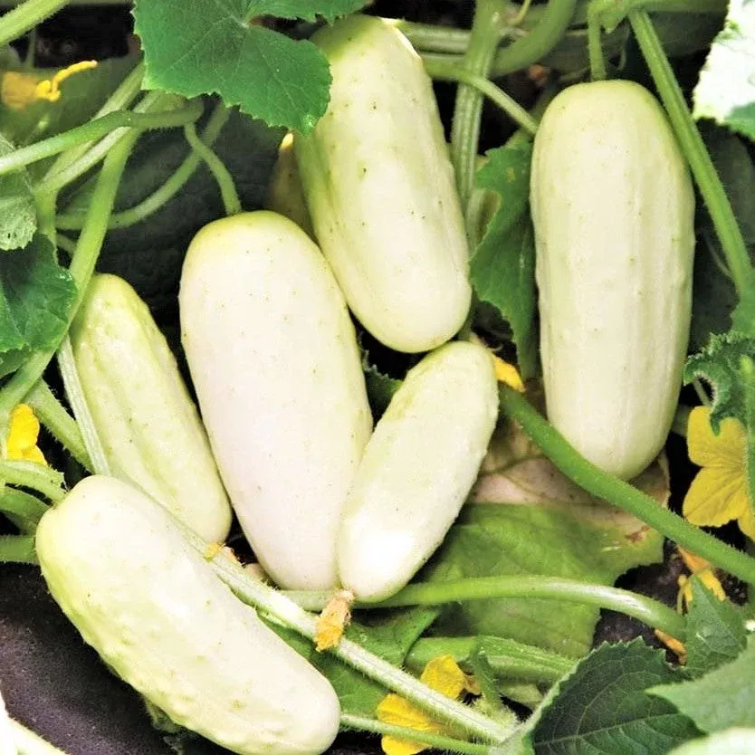 White Wonder Cucumber
