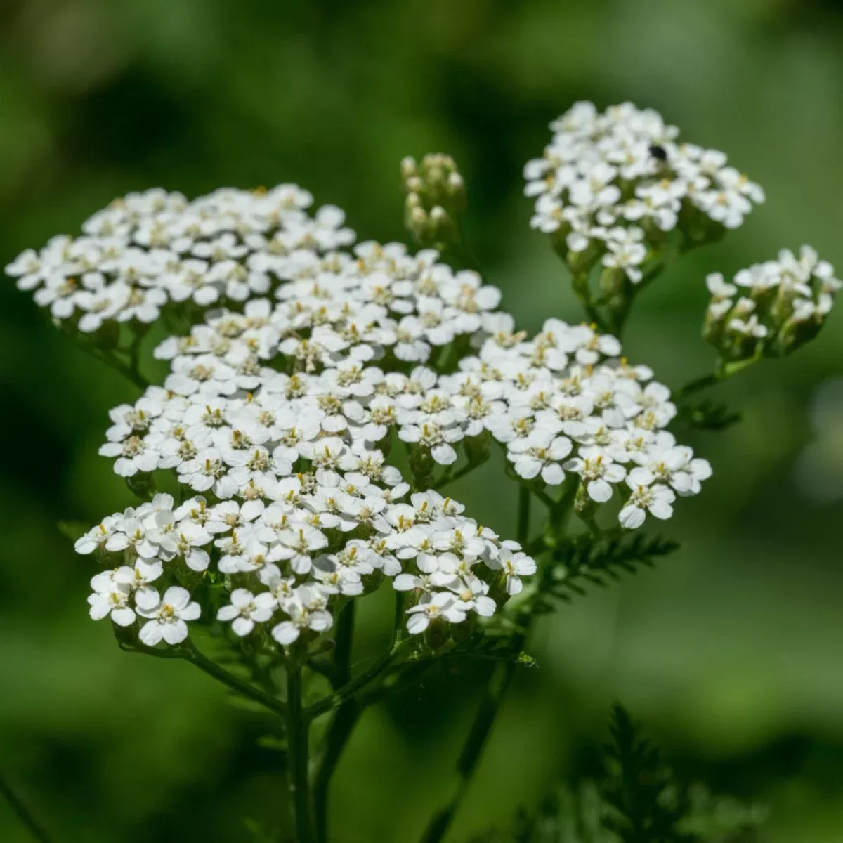 white-yarrow White Yarrow