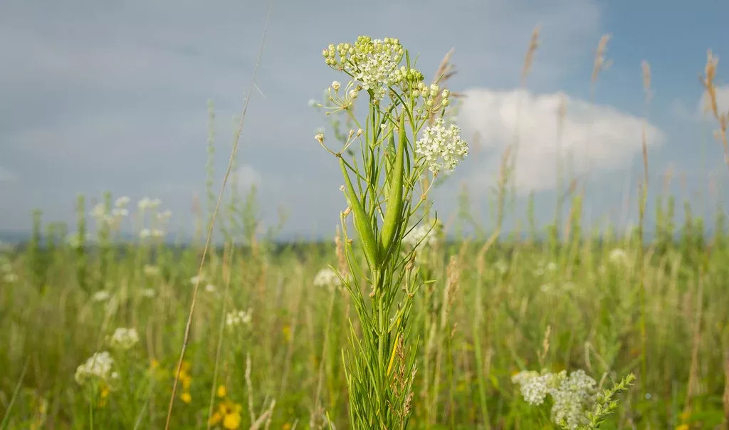 Whorled Milkweed