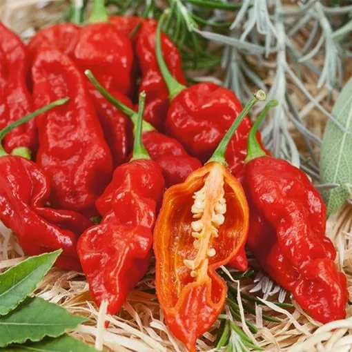 wicked-ghost-pepper-seeds Wicked Ghost Pepper Seeds