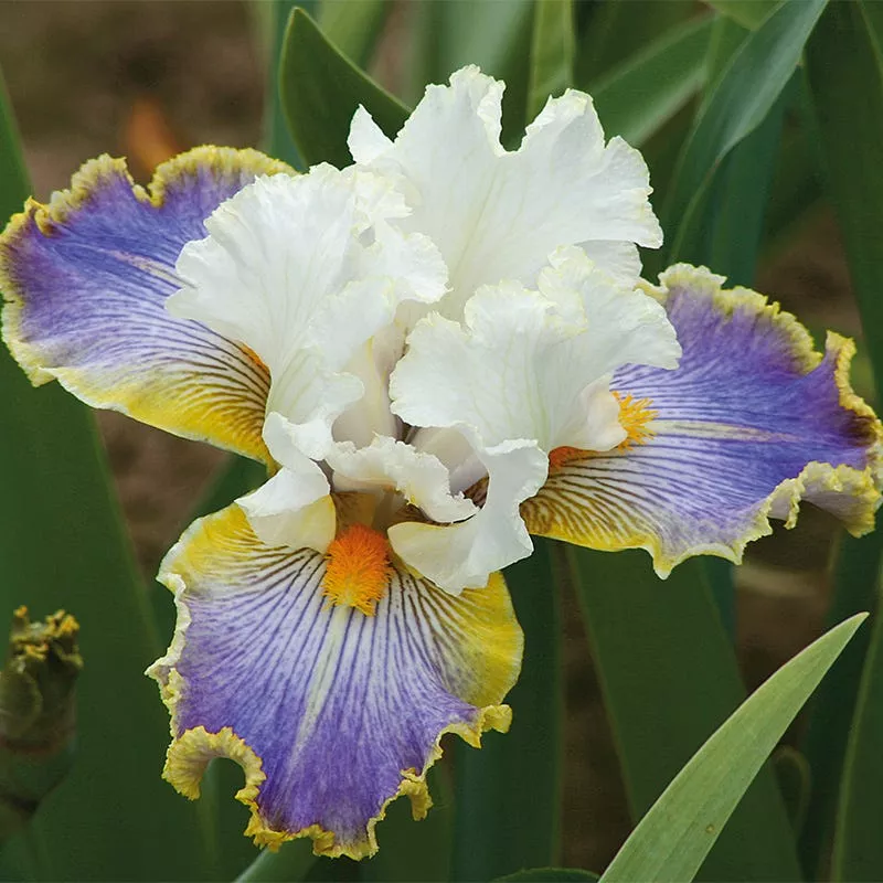 wild-angel-bearded-iris Wild Angel Bearded Iris
