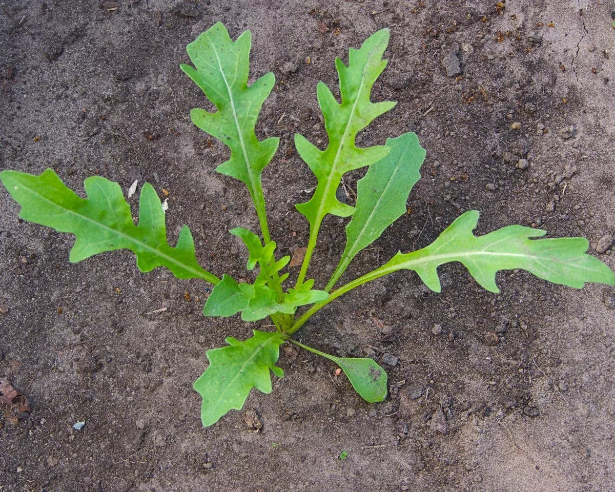 wild-arugula-seeds Wild Arugula Seeds