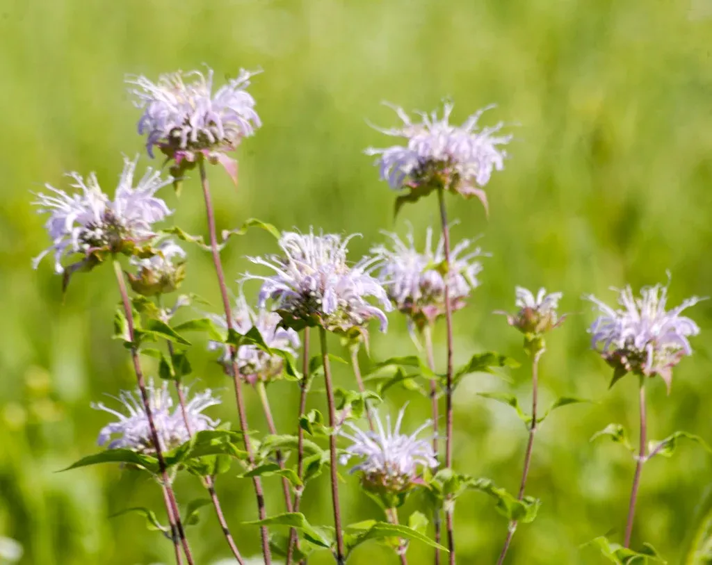 wild-bergamot-beebalm Wild Bergamot Beebalm