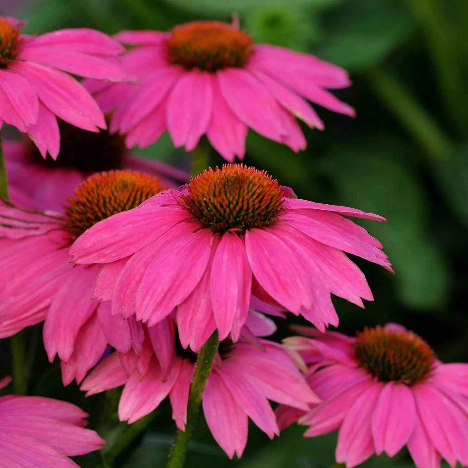 Wild Berry Coneflower