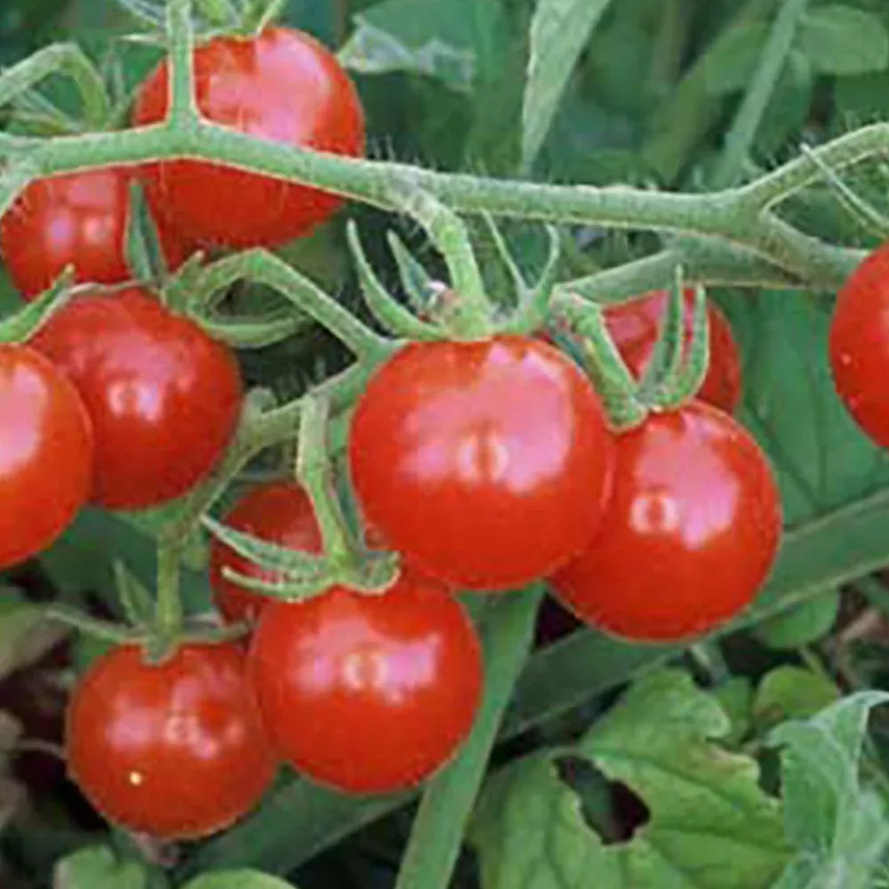 wild-cherry-tomato Wild Cherry Tomato