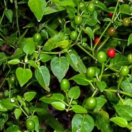 wild-chiltepin-pepper-seeds Wild Chiltepin Pepper Seeds
