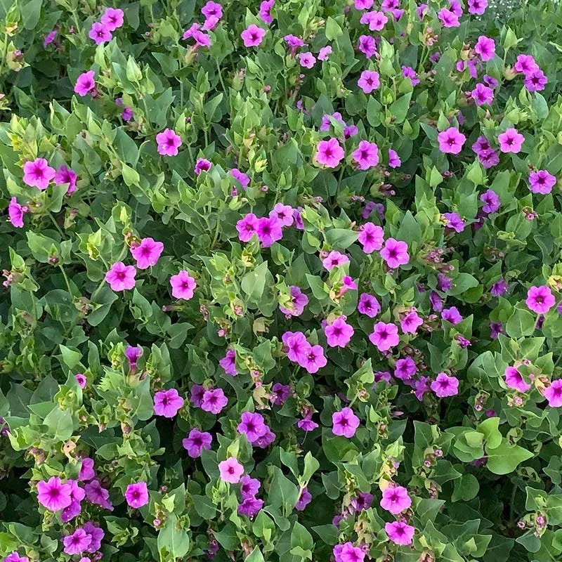 wild-four-o-clock-mirabilis Wild Four O'Clock (Mirabilis)