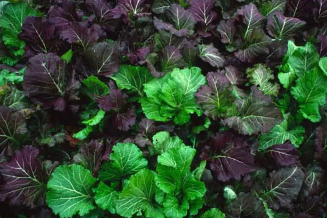 wild-garden-mild-mustard-mix Wild Garden Mild Mustard Mix