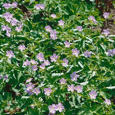 wild-geranium-seeds Wild Geranium Seeds