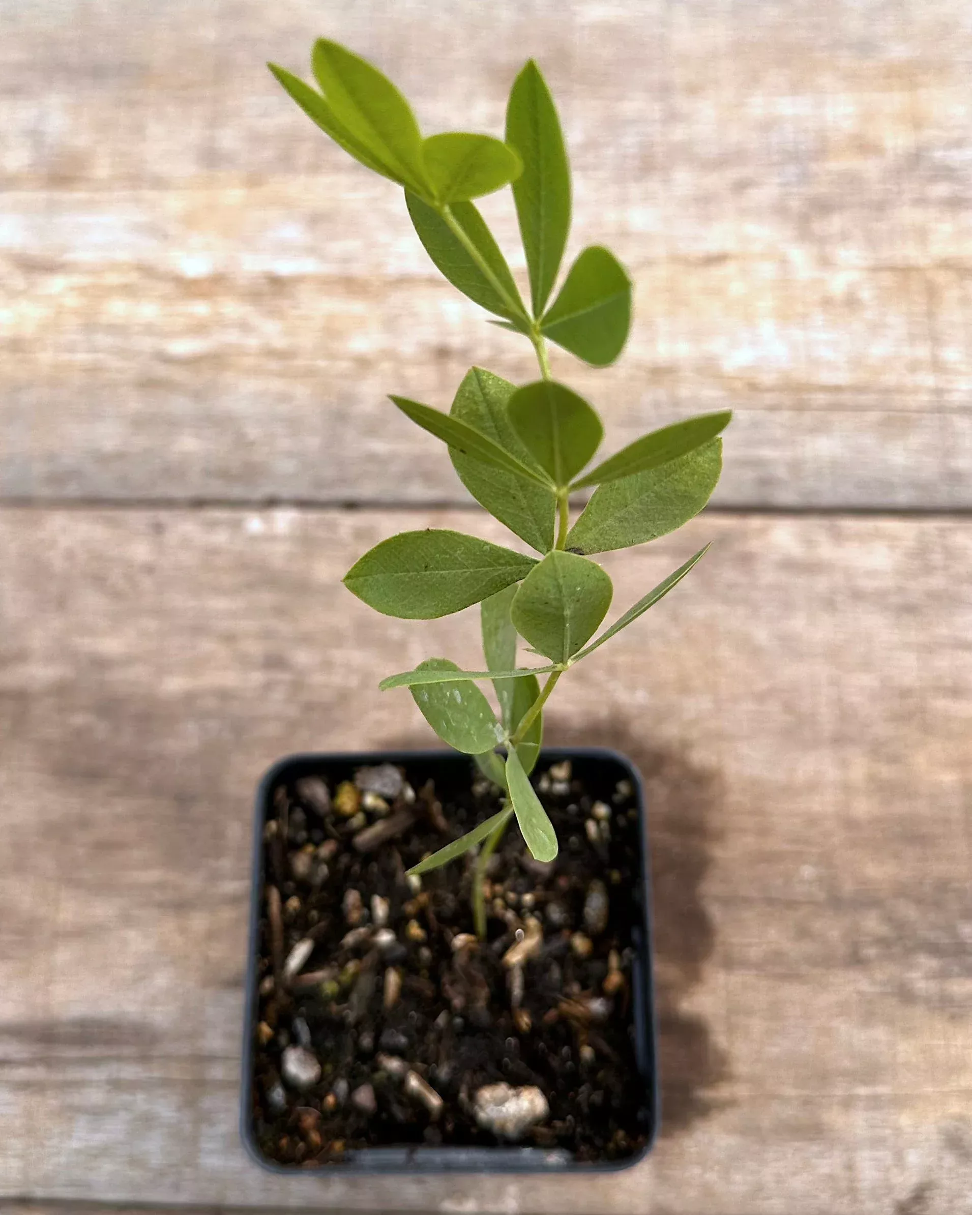 wild-indigo-blue Wild Indigo, Blue