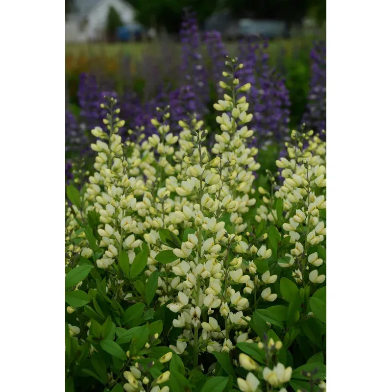 wild-indigo-cream Wild Indigo, Cream