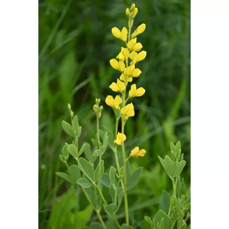 wild-indigo-large-yellow Wild Indigo, Large Yellow