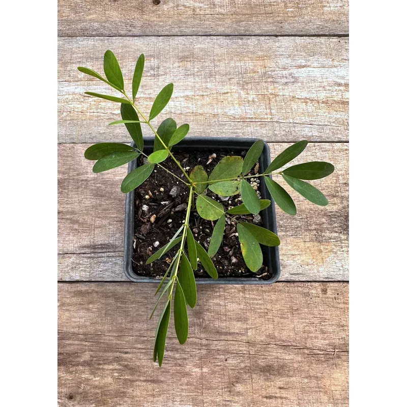 wild-indigo-small-yellow Wild Indigo, Small Yellow