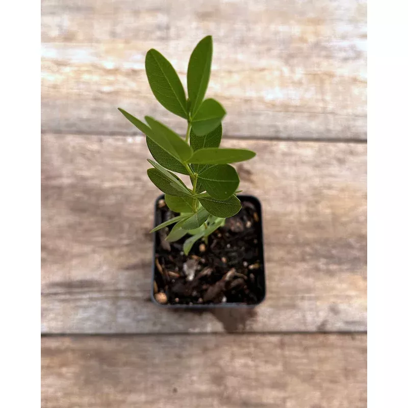 wild-indigo-white Wild Indigo, White