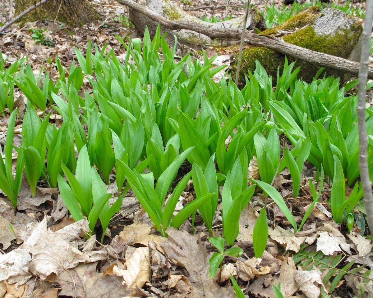 wild-leek-ramps-seed-allium-tricoccum Wild Leek (Ramps) Seed (Allium tricoccum)