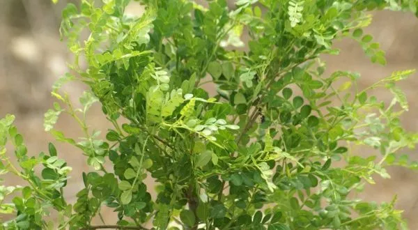wild-lime Wild Lime