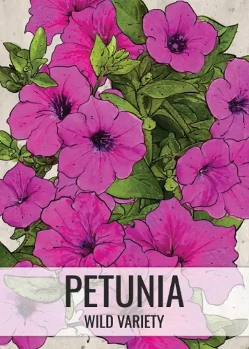 wild-petunia-seeds-planting-petunia-violacea Wild Petunia Seeds For Planting (Petunia violacea)