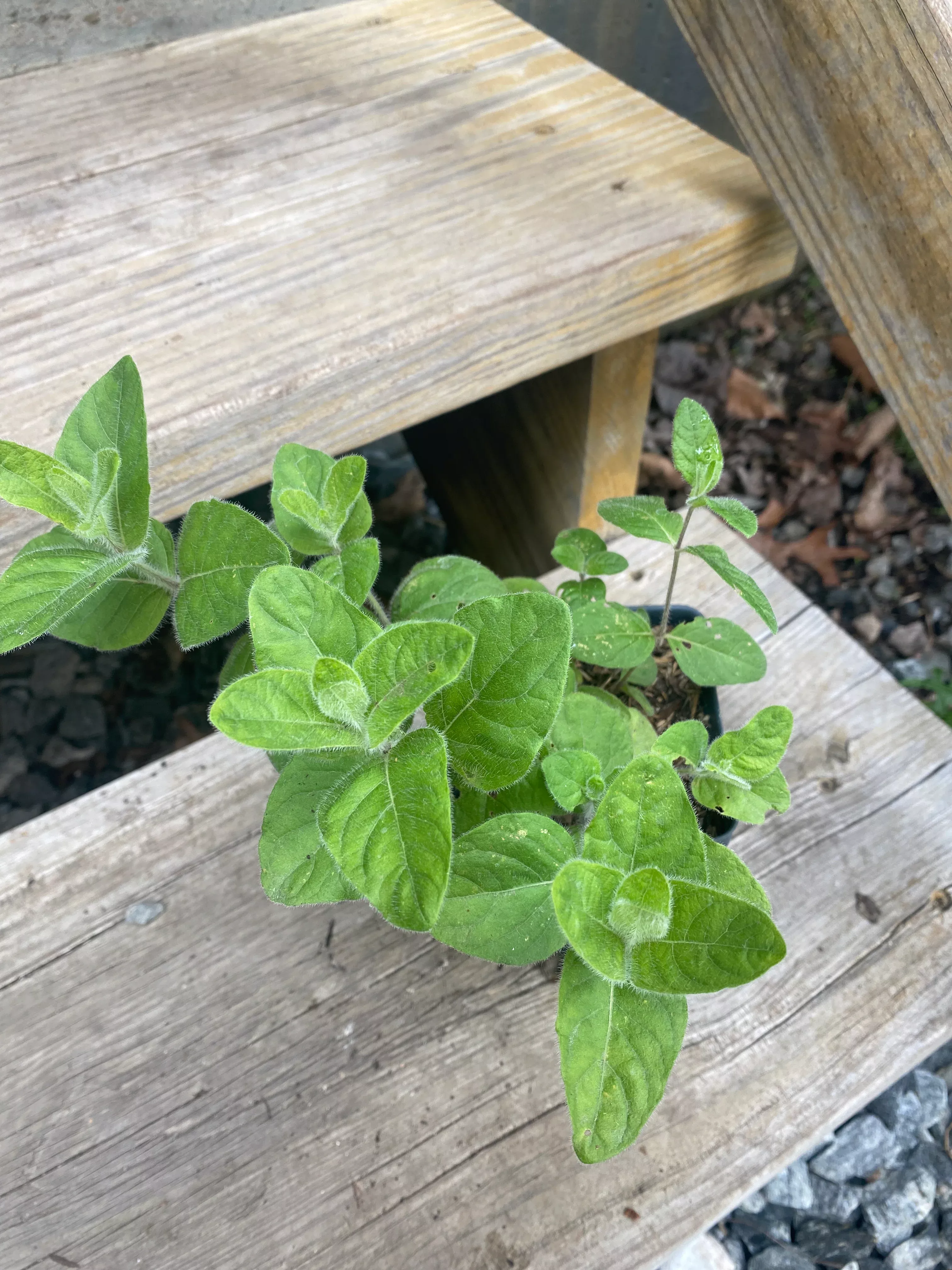 wild-petunia Wild Petunia