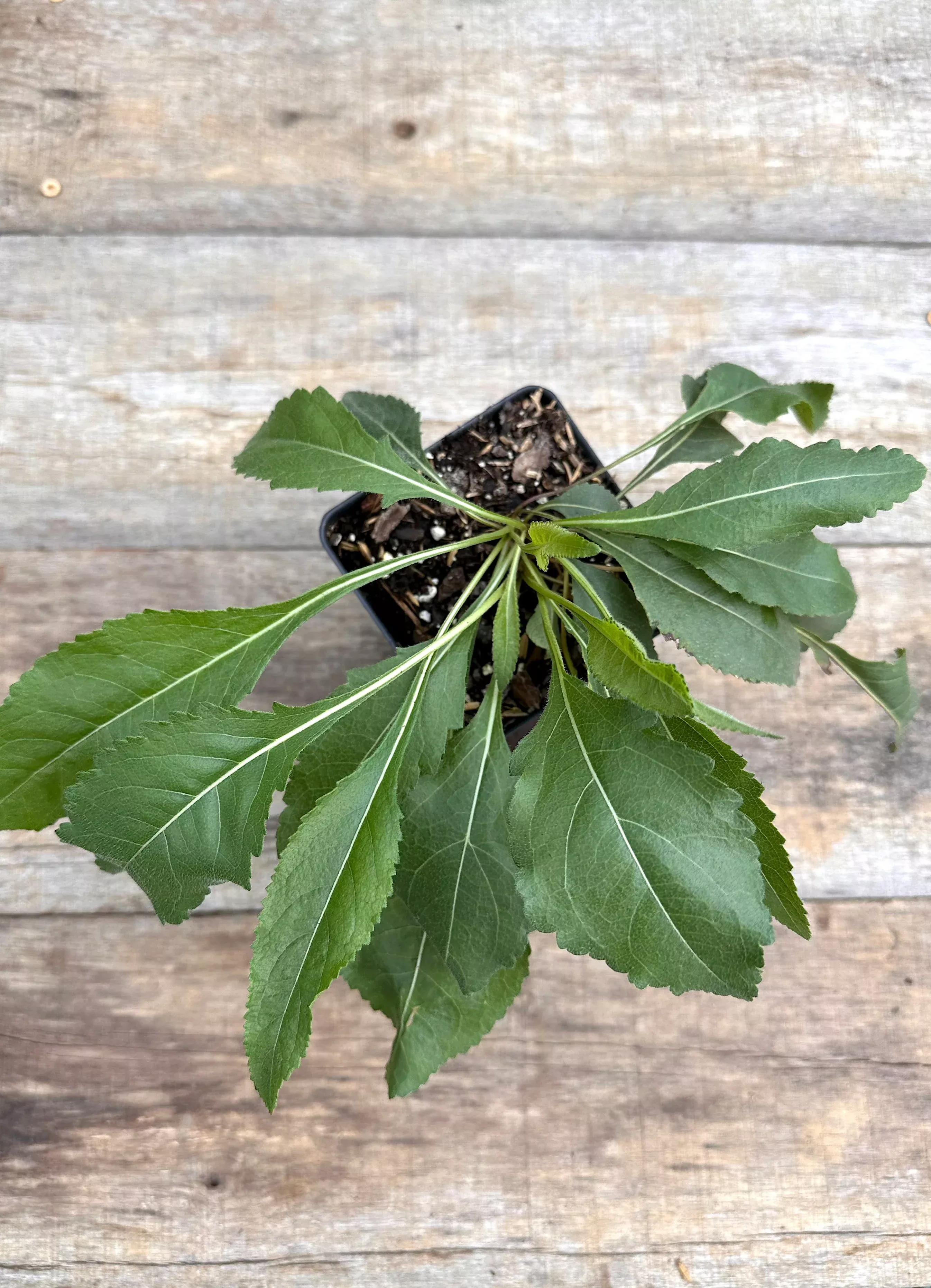wild-quinine Wild Quinine