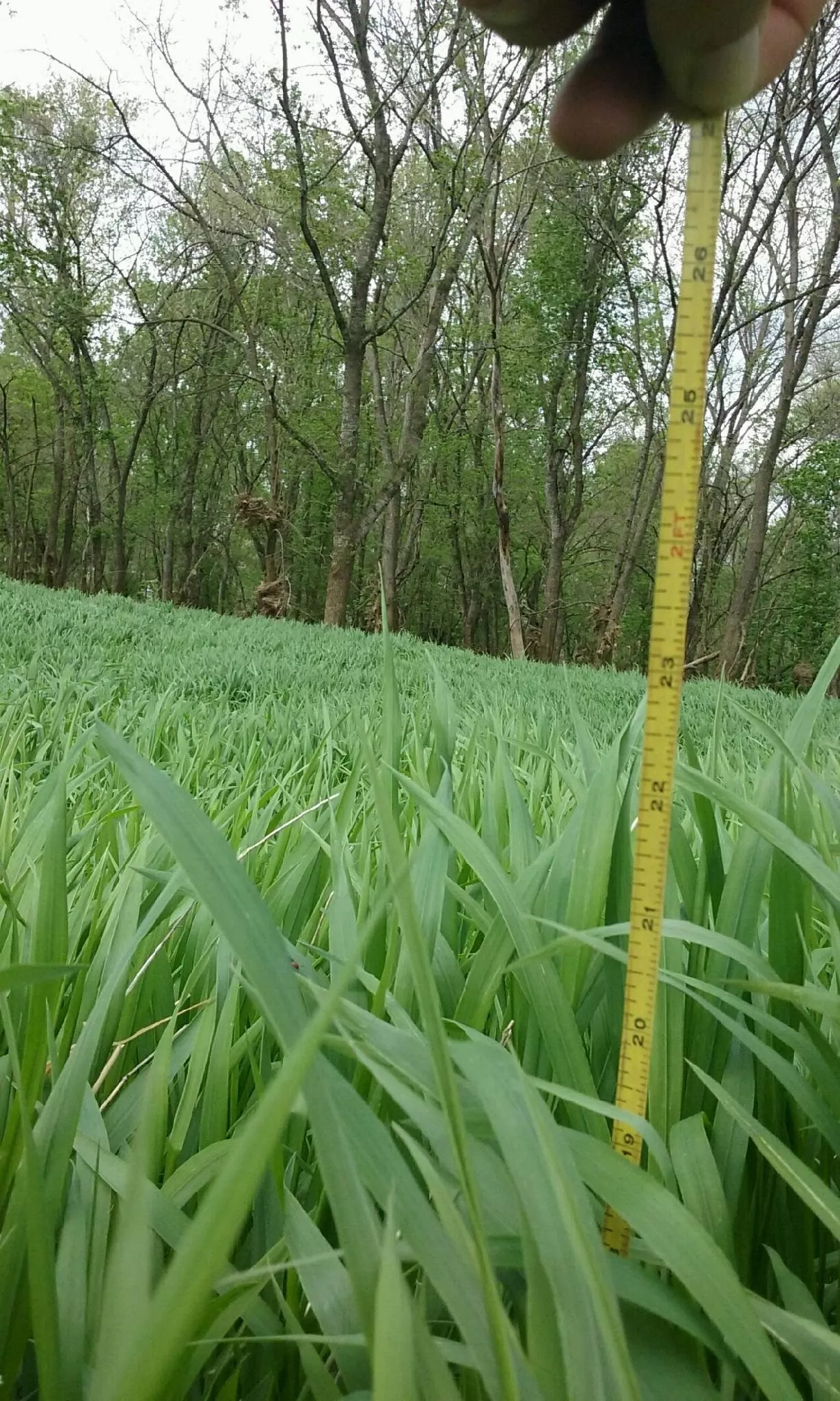 wild-rye-early Wild Rye, Early