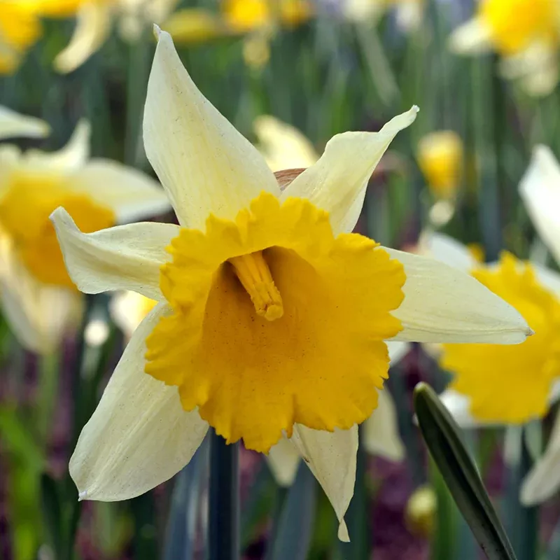 Wild Spanish Daffodil