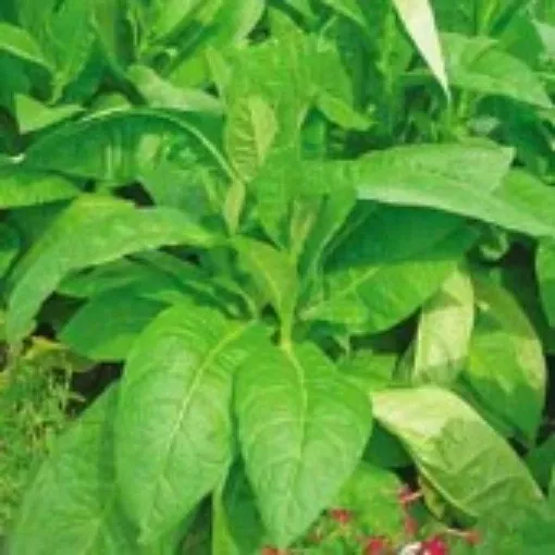 Wild Tobacco Seeds