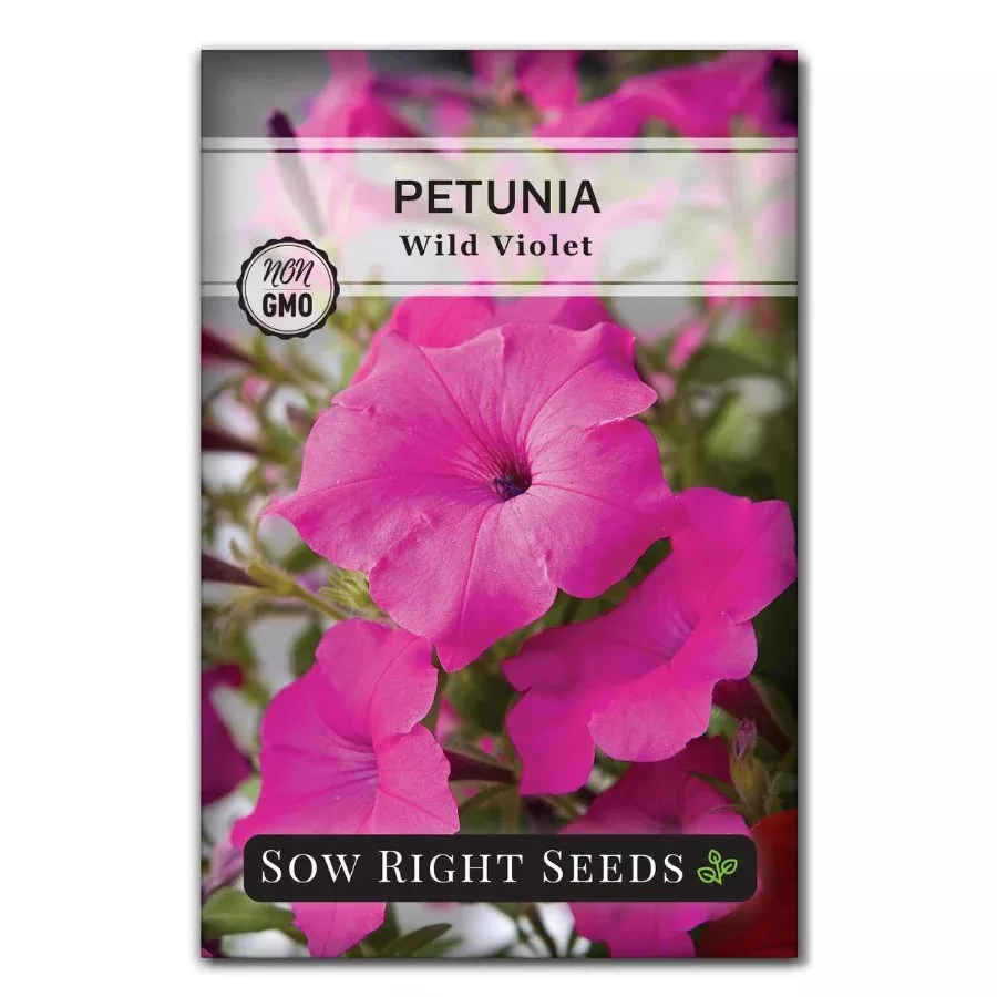 Wild Violet Petunia