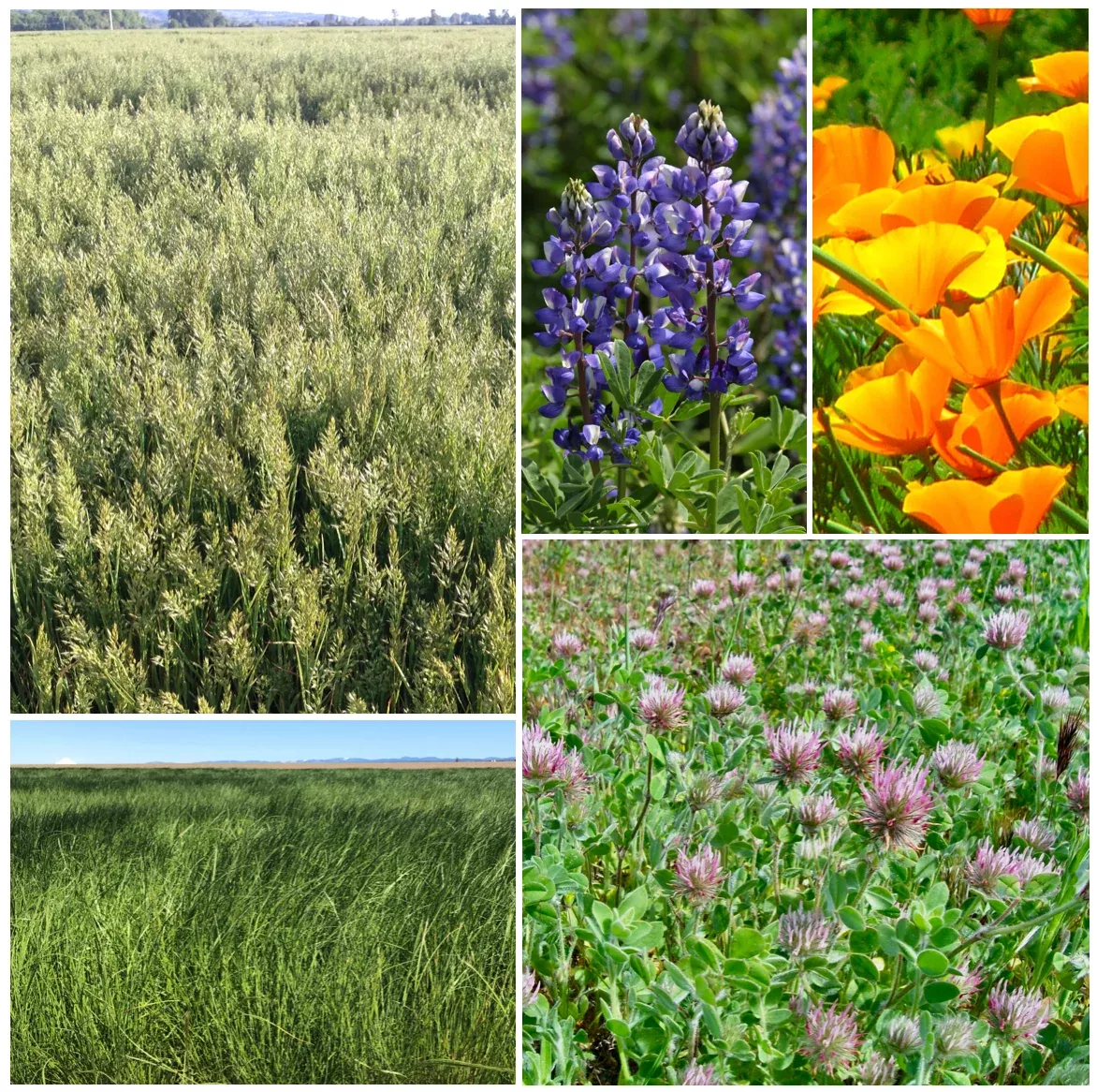 wildfire-seed-mix-1 Wildfire Seed Mix #1