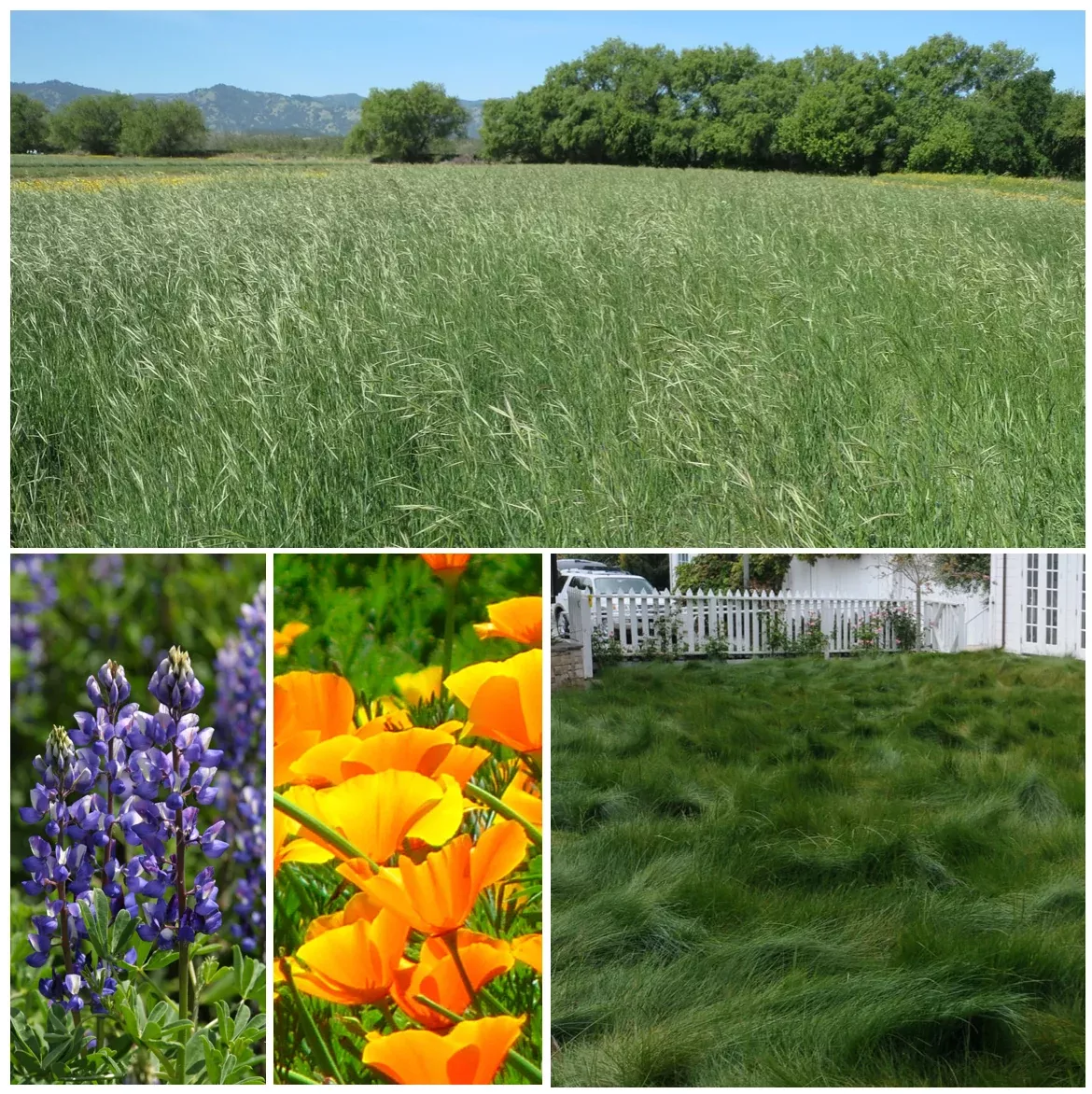 wildfire-seed-mix-2 Wildfire Seed Mix #2