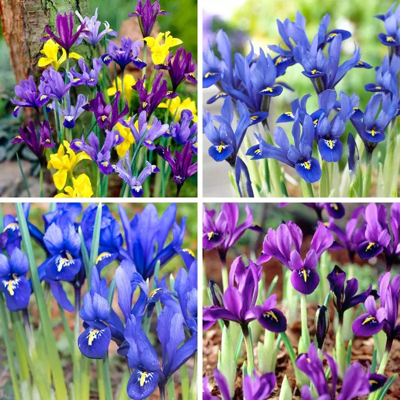 wildflower-iris-bulb-collection Wildflower Iris Bulb Collection