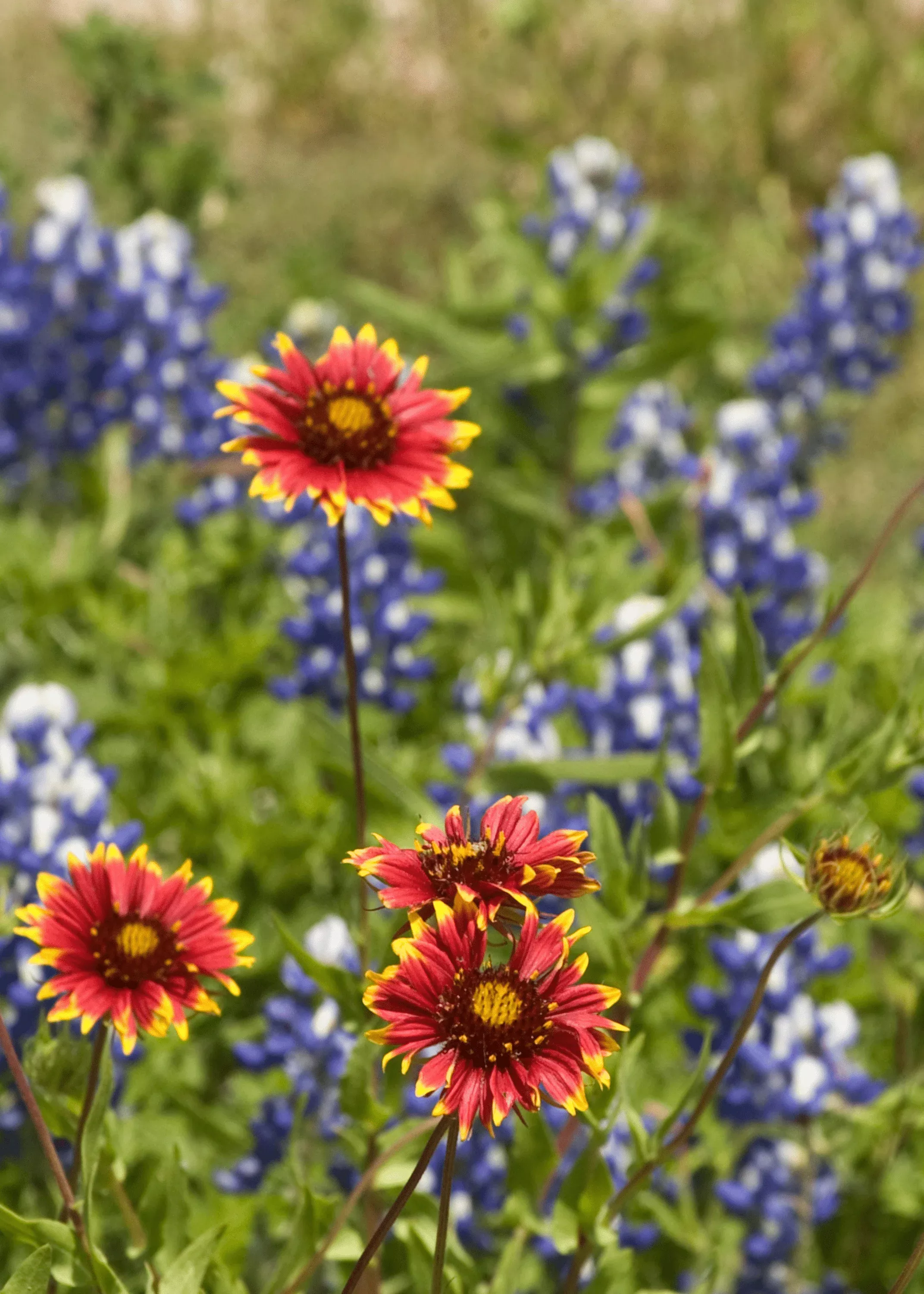 wildflower-mix Wildflower Mix