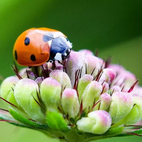 Wildflowers - Beneficial Insect Garden Seed Mix