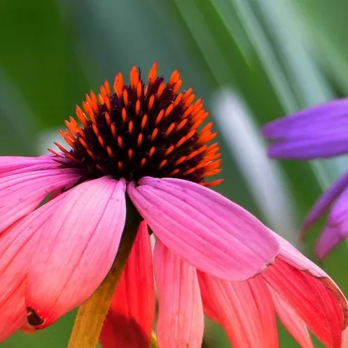 Wildflowers - Coneflower Scatter Garden Seed Mix