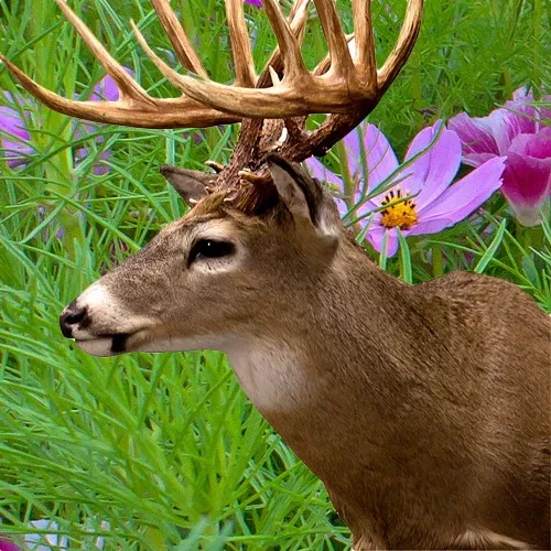 wildflowers-deer-resistant-scatter-garden-seed-mix Wildflowers - Deer Resistant Scatter Garden Seed Mix