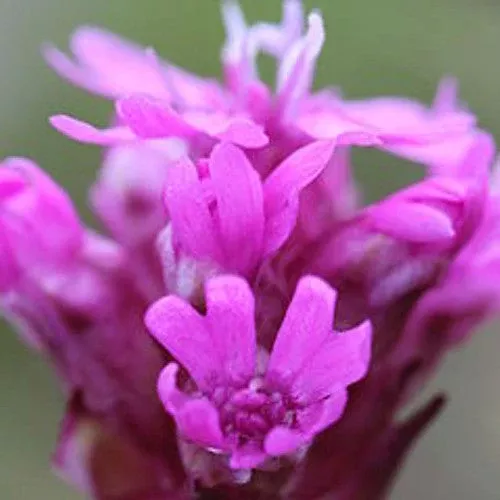 Wildflowers - Forever Pink Scatter Garden Seed Mix