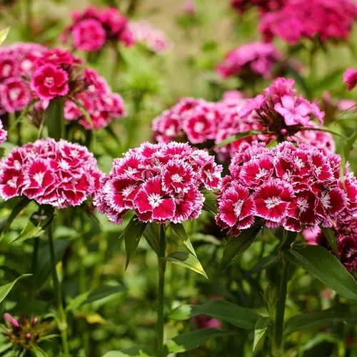 Wildflowers - Low Grow Scatter Garden Seed Mix