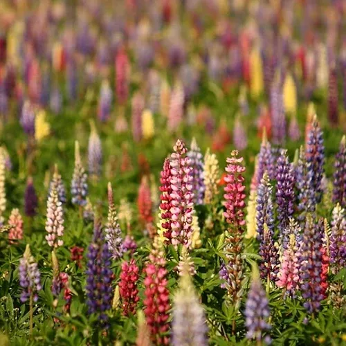 wildflowers-lupine-scatter-garden-seed-mix Wildflowers - Lupine Scatter Garden Seed Mix