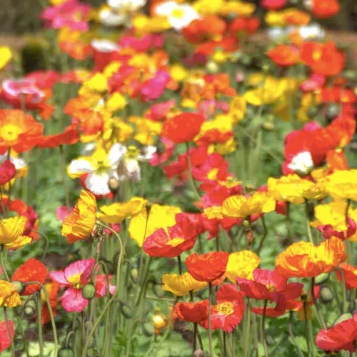 wildflowers-partial-shade-scatter-garden-seed-mix Wildflowers - Partial Shade Scatter Garden Seed Mix