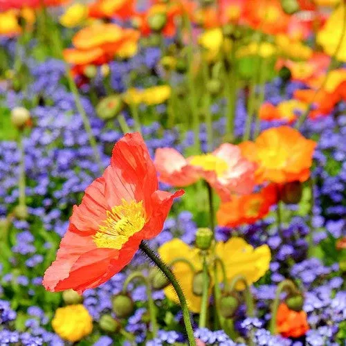 Wildflowers - Poppy Scatter Garden Seed Mix
