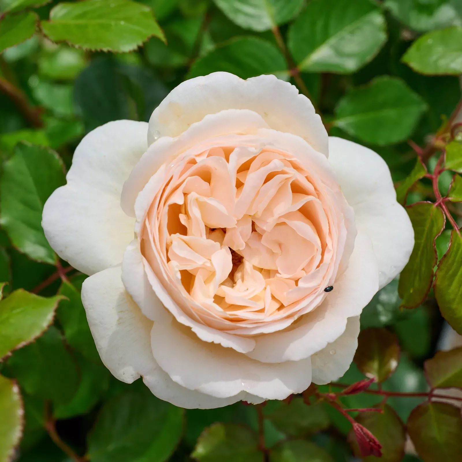 wilhelmina-grace-potted-rose-bush Wilhelmina-Grace™ Potted Rose Bush