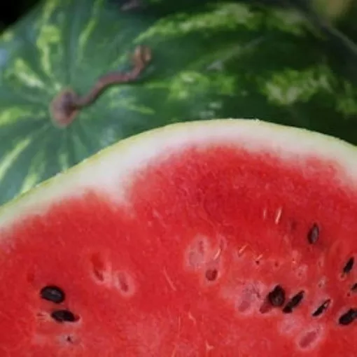 willhite-s-sweet-texas-red-watermelon-seeds Willhite's Sweet Texas Red Watermelon Seeds