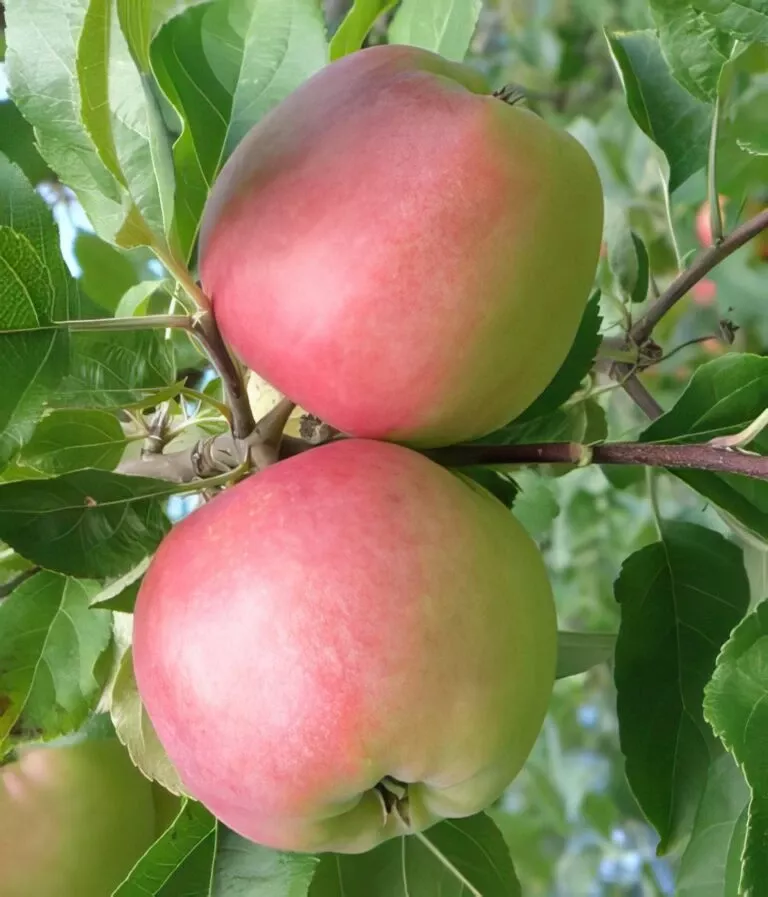 william-s-pride-apple William’s Pride Apple